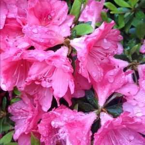 Meet your Posher, Pilar